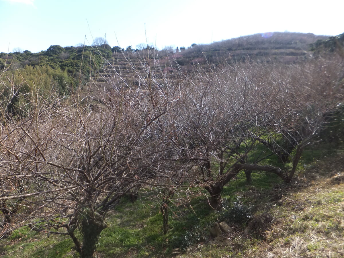綾部山梅林の写真2