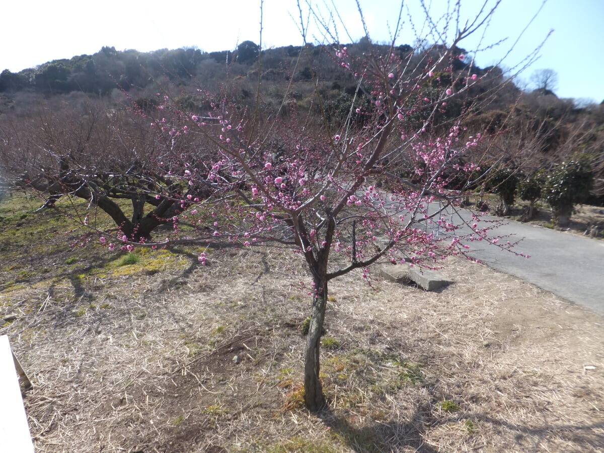 綾部山梅林の写真1