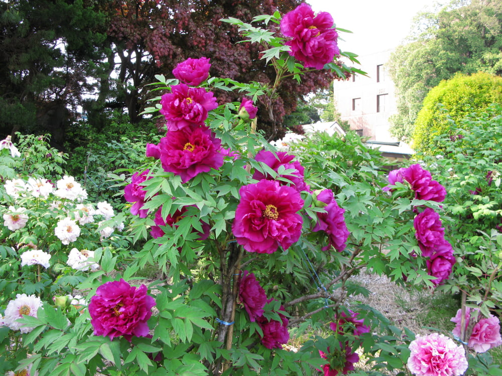 箭弓稲荷神社の写真2