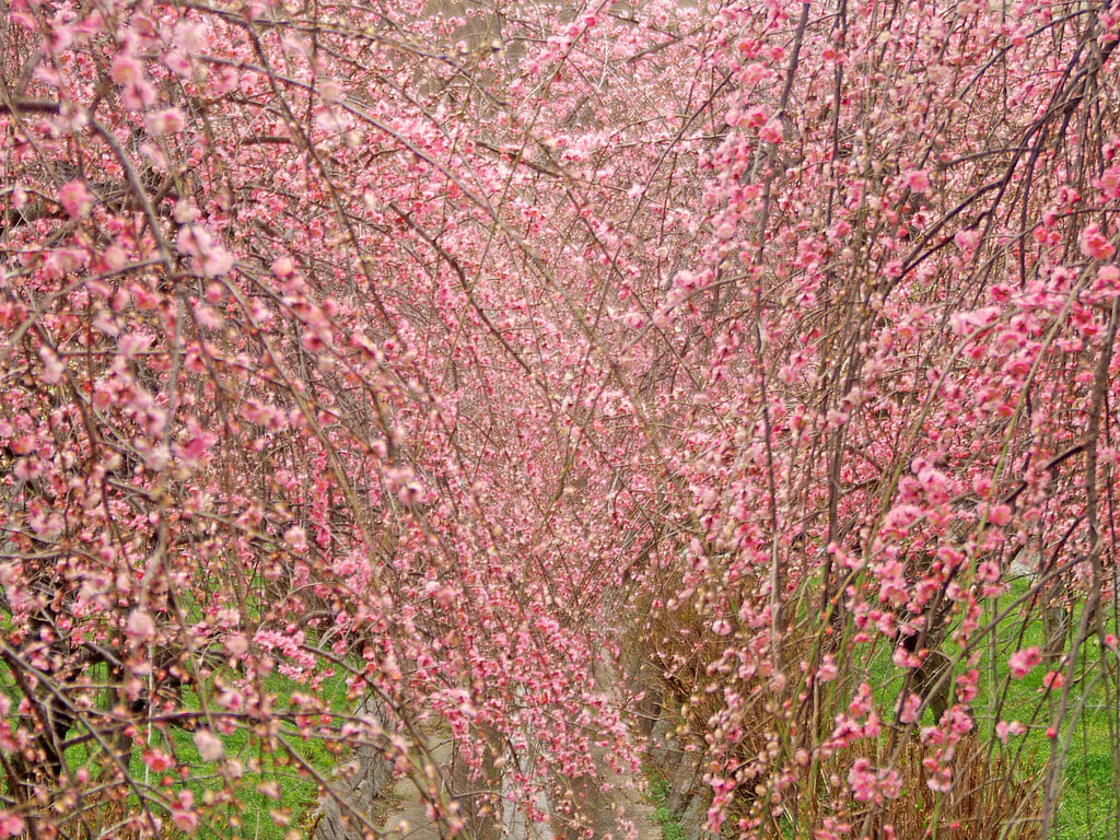 いなべ市農業公園の写真4