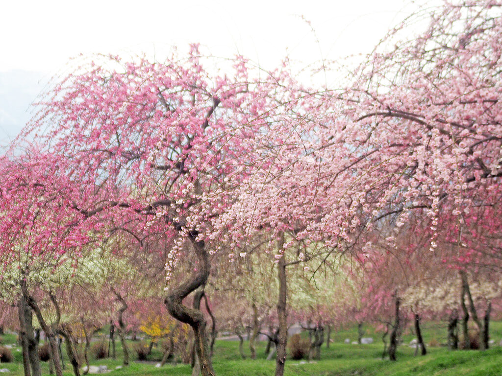 いなべ市農業公園の写真1