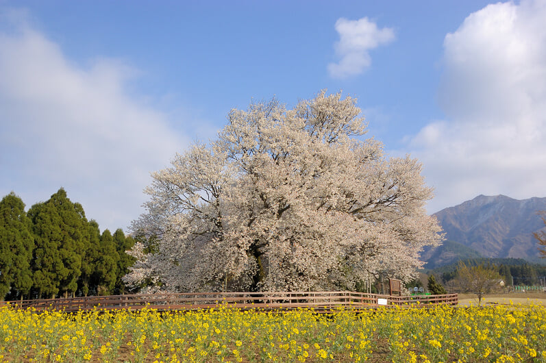 一心行の大桜の写真2