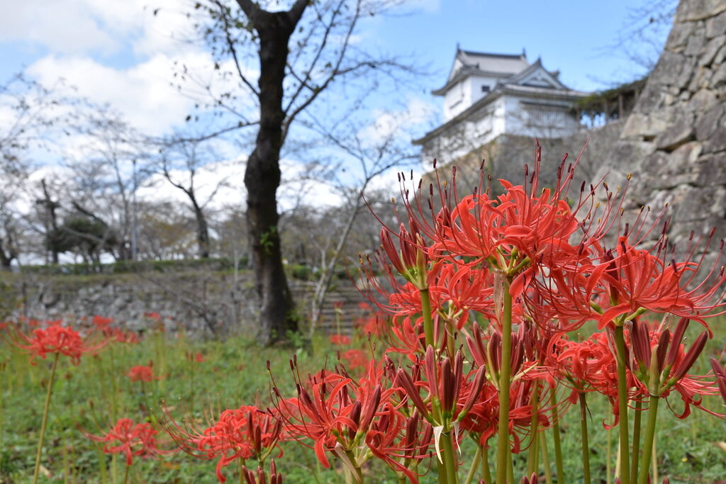 津山城 鶴山公園の写真2
