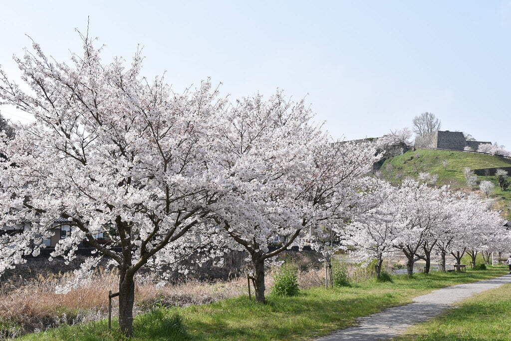 津山城 鶴山公園の写真3