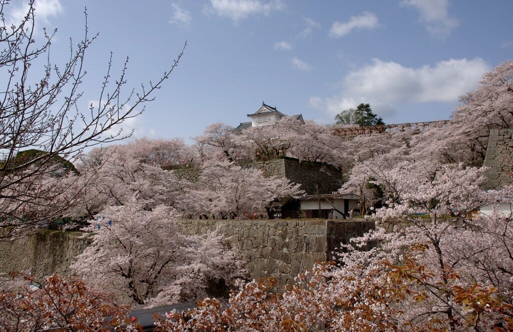 津山城 鶴山公園の写真5