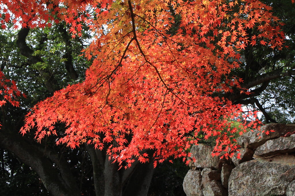 津山城 鶴山公園の写真11