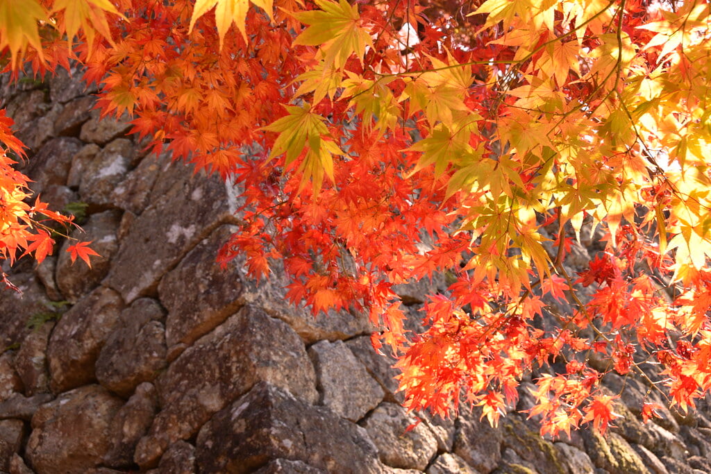 津山城 鶴山公園の写真14