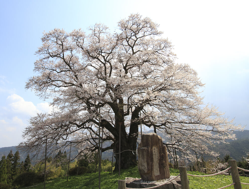 醍醐桜の写真1