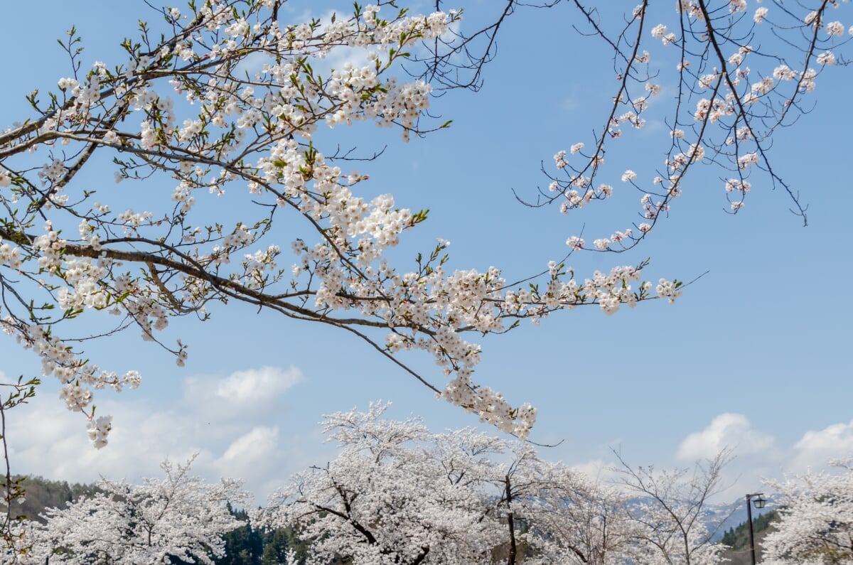飯山城址の写真2