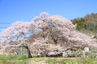石部桜