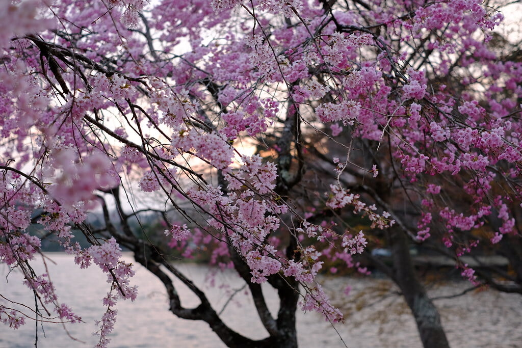 南湖公園の写真10