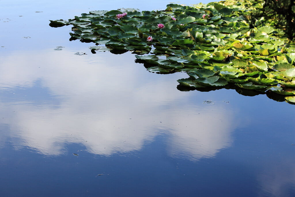 南湖公園の写真12