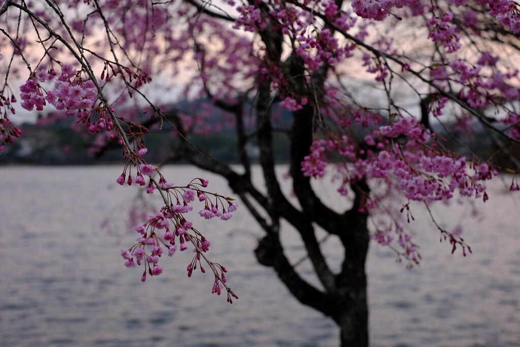 南湖公園の写真13