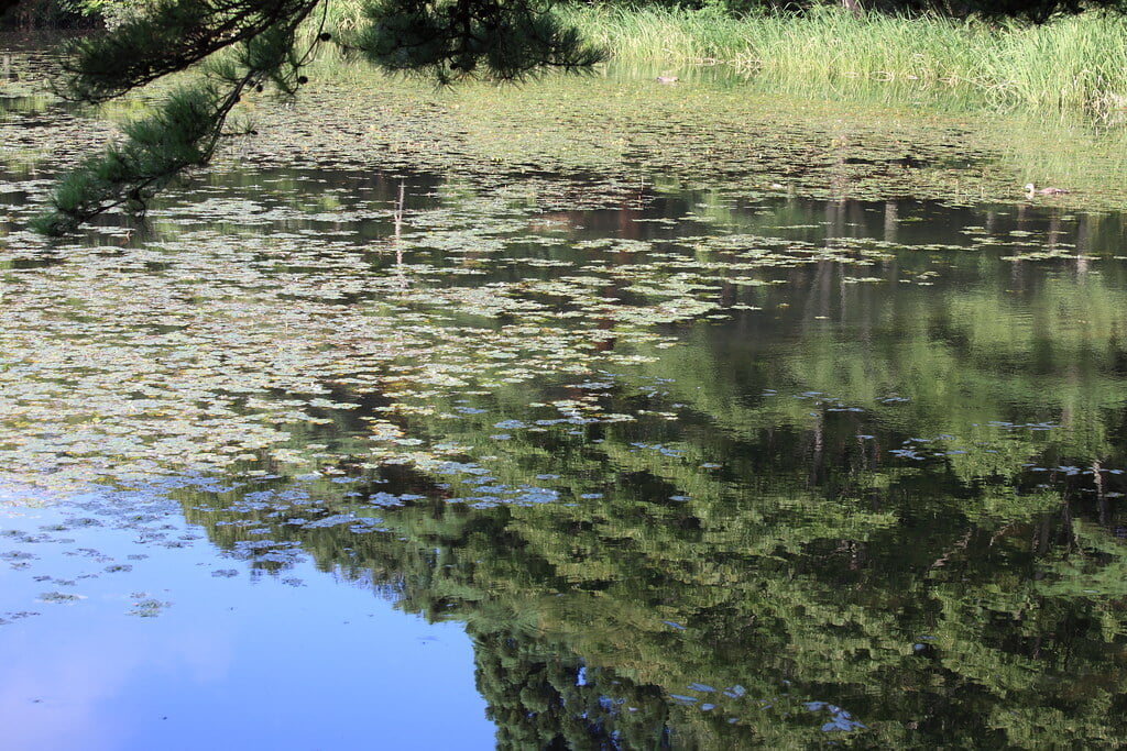 南湖公園の写真14