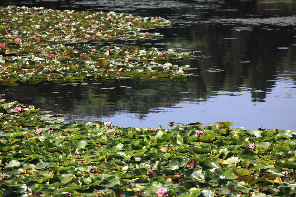 南湖公園の写真15