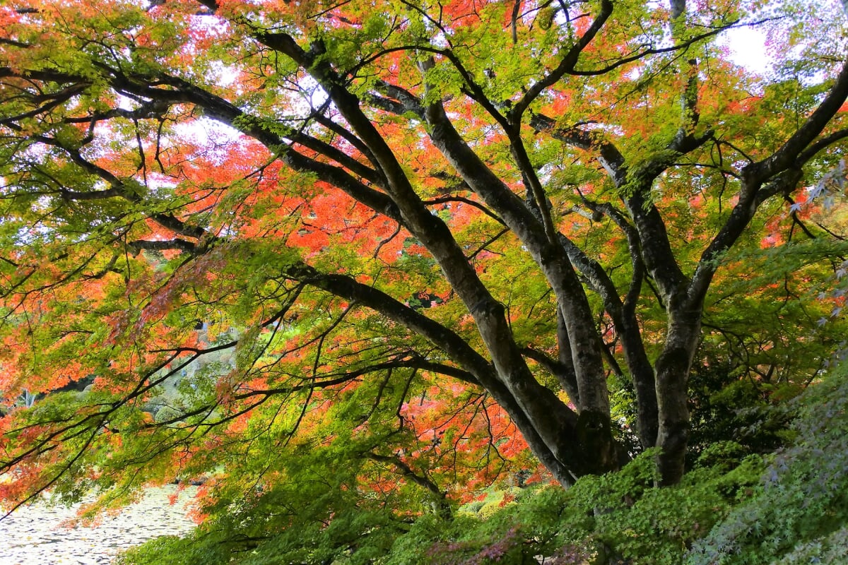 県立霞ヶ城公園の写真2