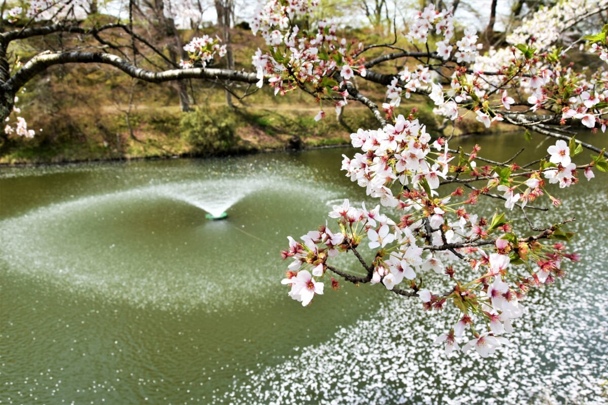 亀ケ城公園の写真4