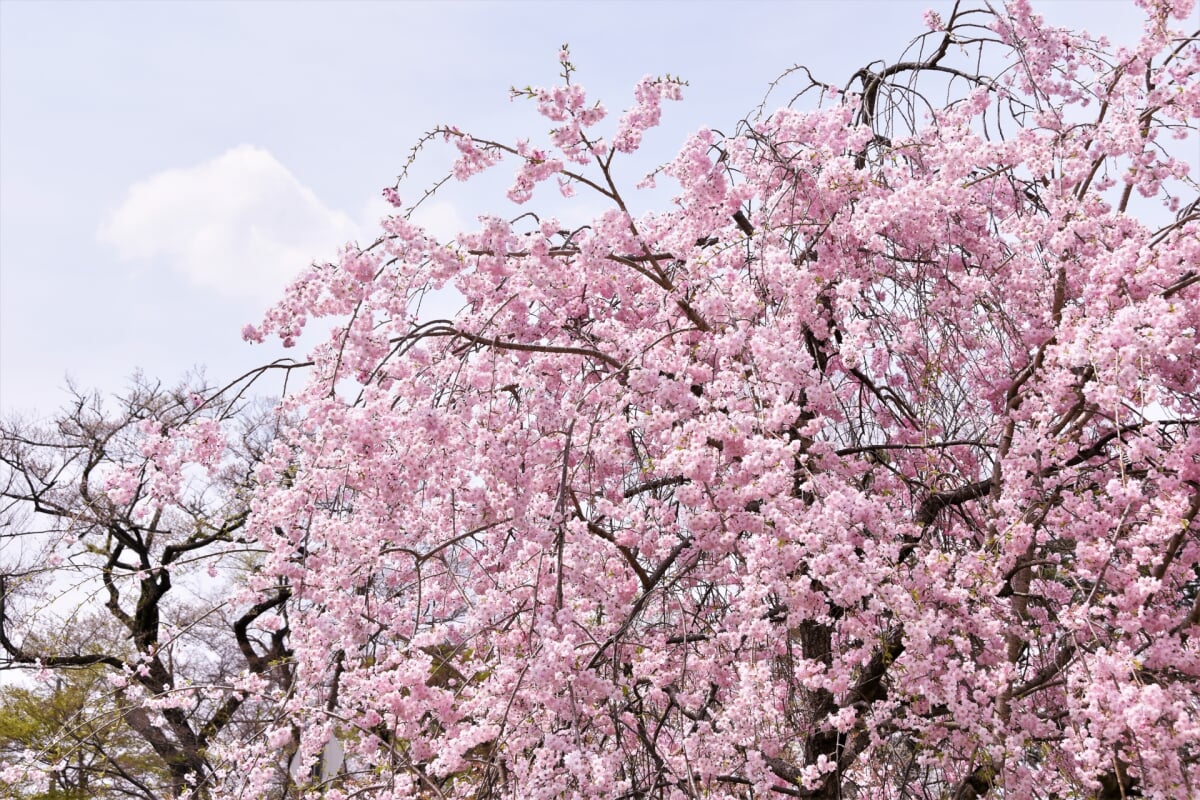亀ケ城公園の写真5
