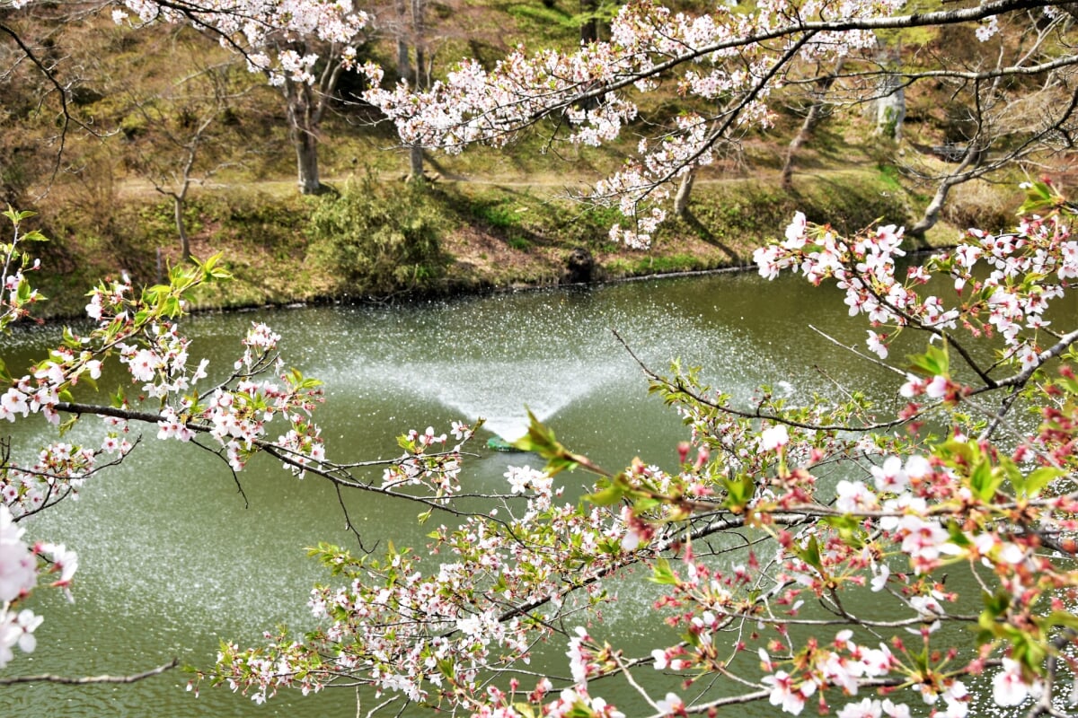 亀ケ城公園の写真6
