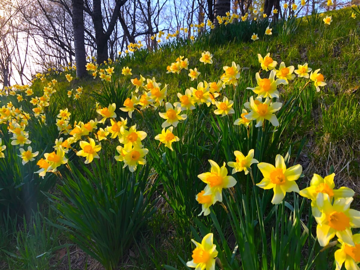盛岡高松公園(エコアス広場)の写真17