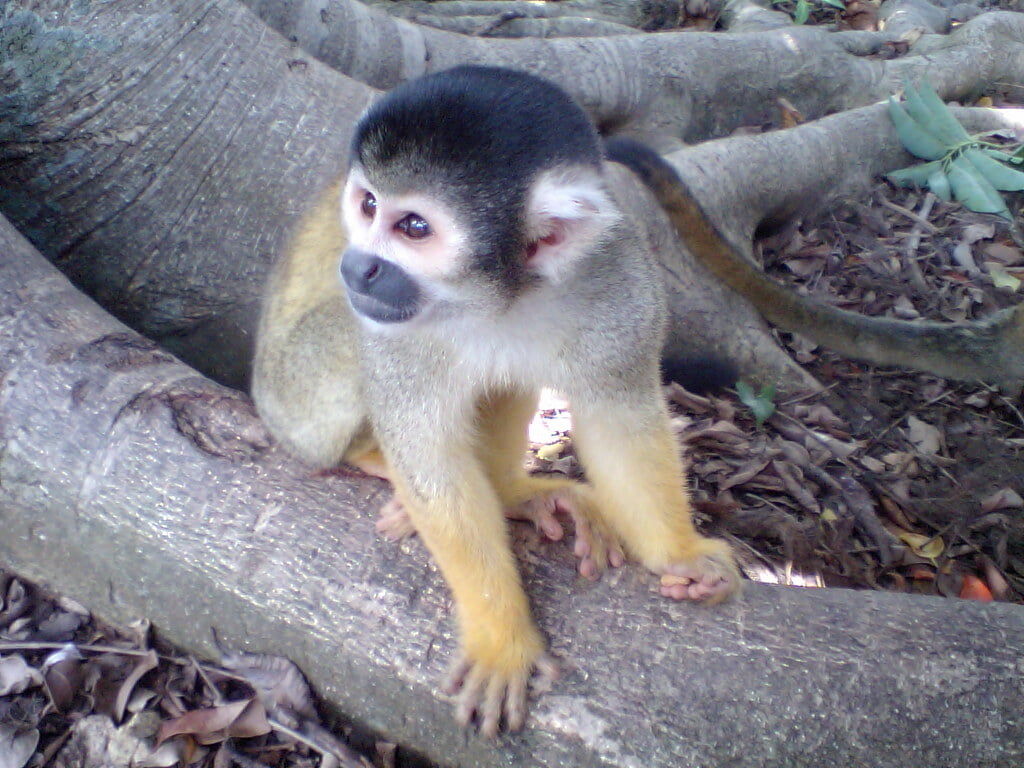 石垣やいま村の写真2