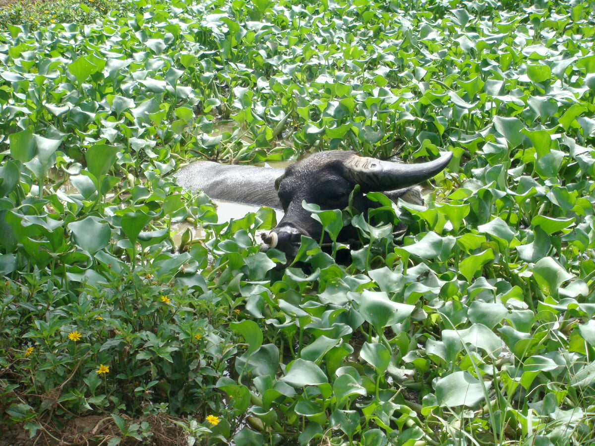 石垣やいま村の写真6