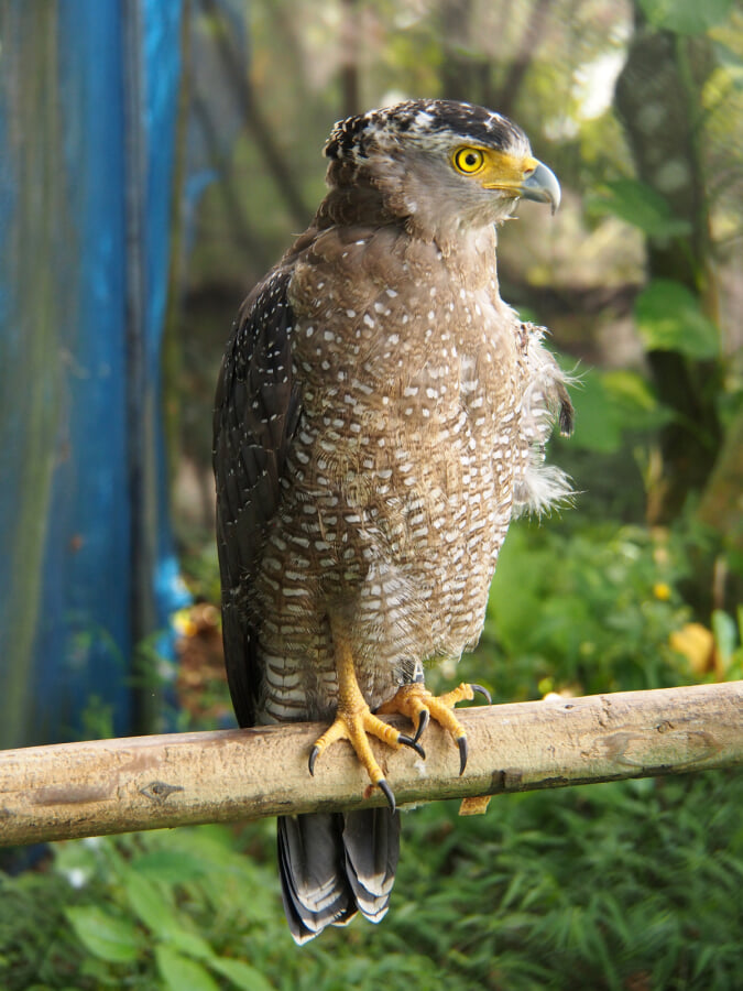 石垣やいま村の写真7