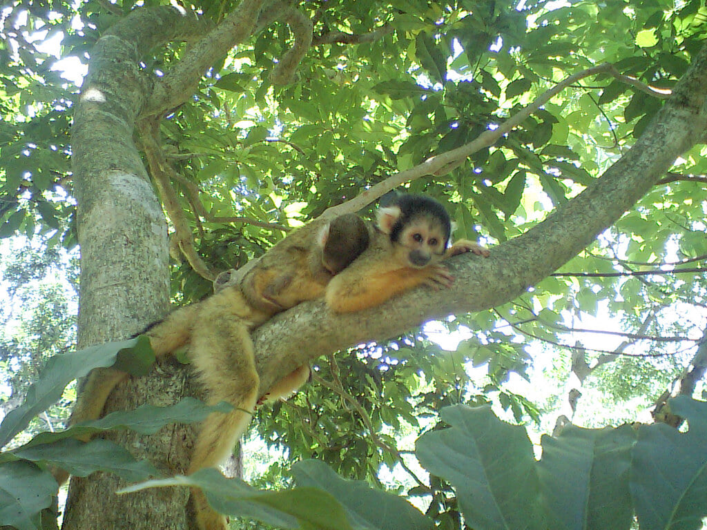 石垣やいま村の写真8