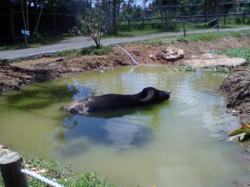 石垣やいま村の写真9