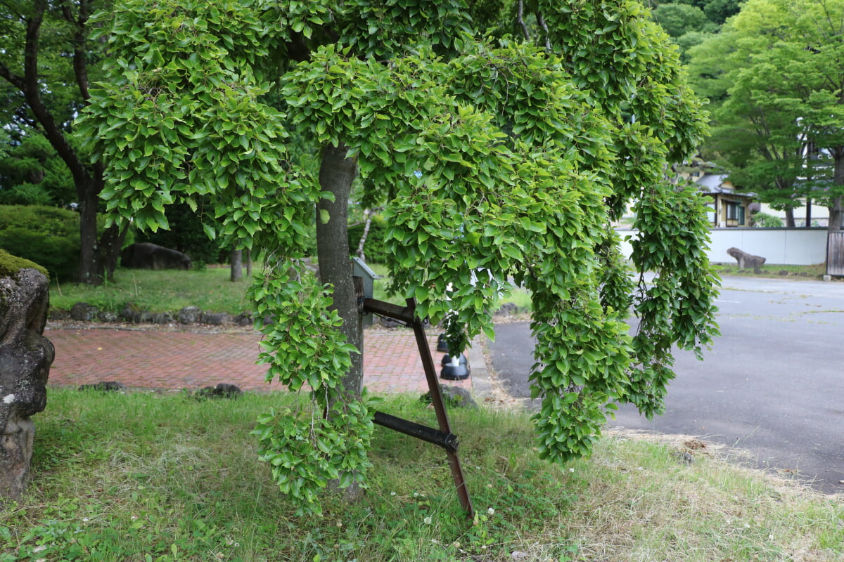 丸子郷土博物館の写真2