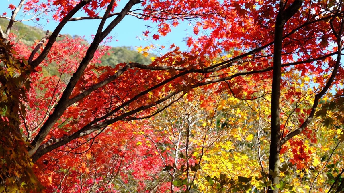竹谷山渓谷の写真2