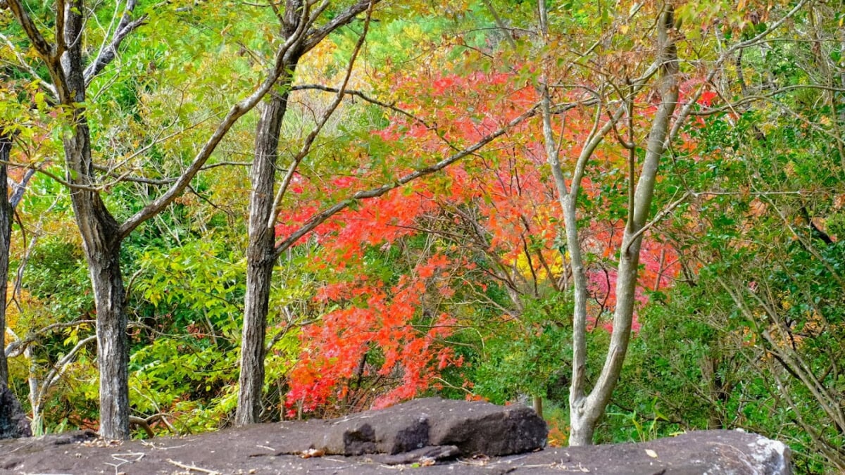 竹谷山渓谷の写真5