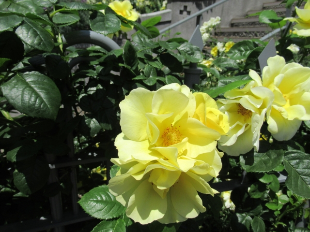 山手イタリア山庭園の写真2