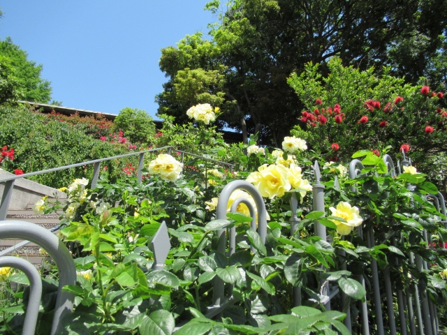 山手イタリア山庭園の写真4