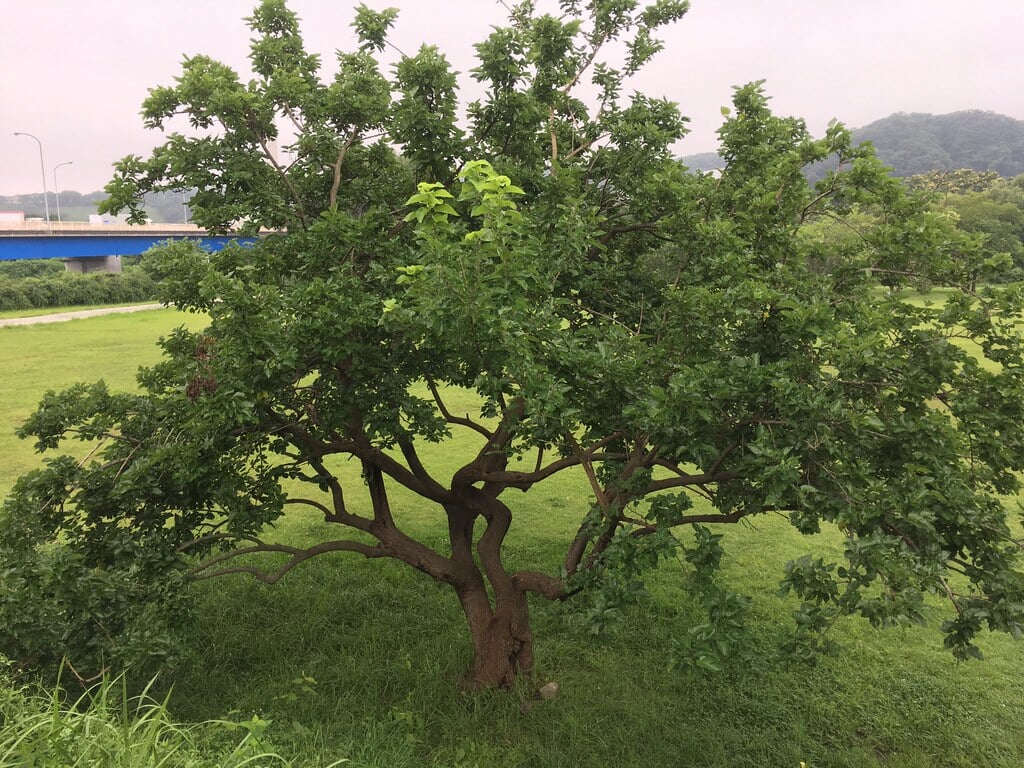 拝島自然公園の写真6