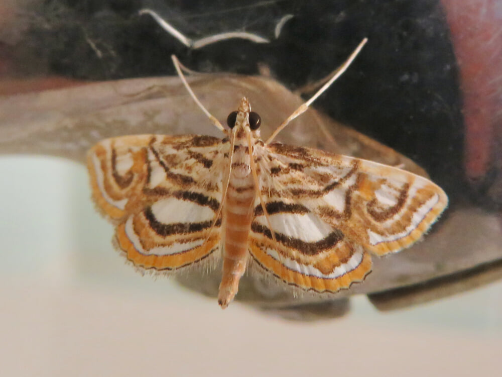 細野キャンプ場の写真3