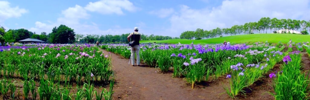 八紘学園 花菖蒲園の写真4