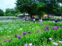 八紘学園 花菖蒲園