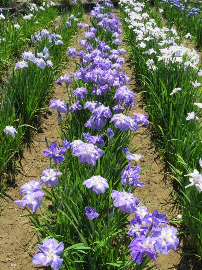 北潟湖畔花菖蒲園の写真4