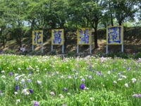 北潟湖畔花菖蒲園