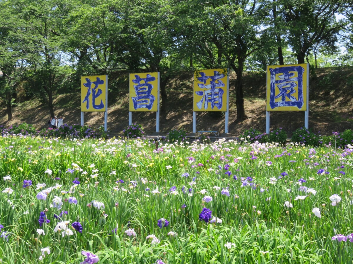 北潟湖畔花菖蒲園の写真1