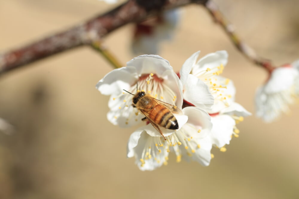 田浦梅の里の写真2