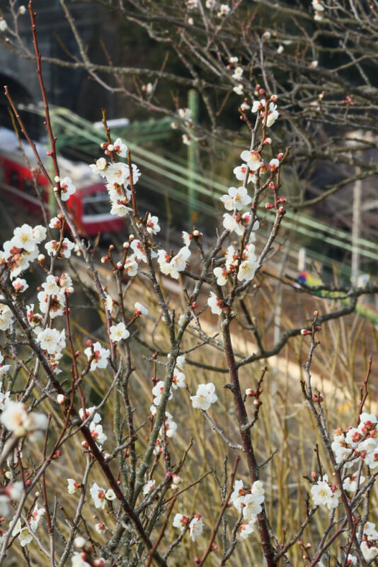 田浦梅の里の写真6