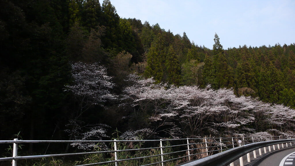 丸岡公園の写真2