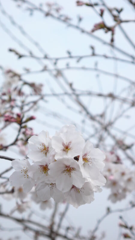 丸岡公園の写真3