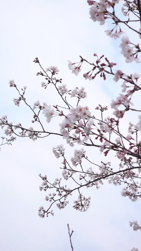 丸岡公園の写真6