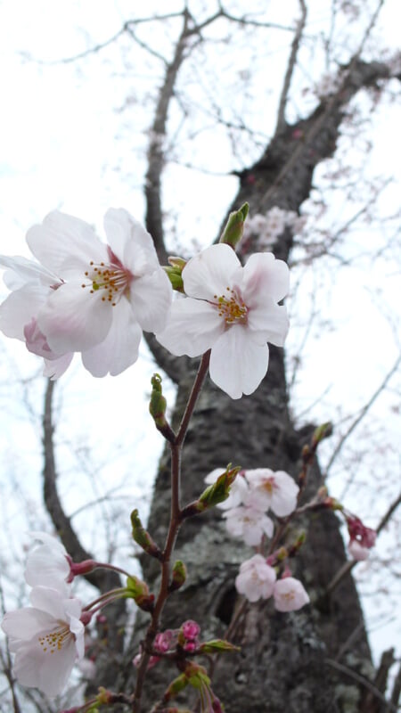 丸岡公園の写真7
