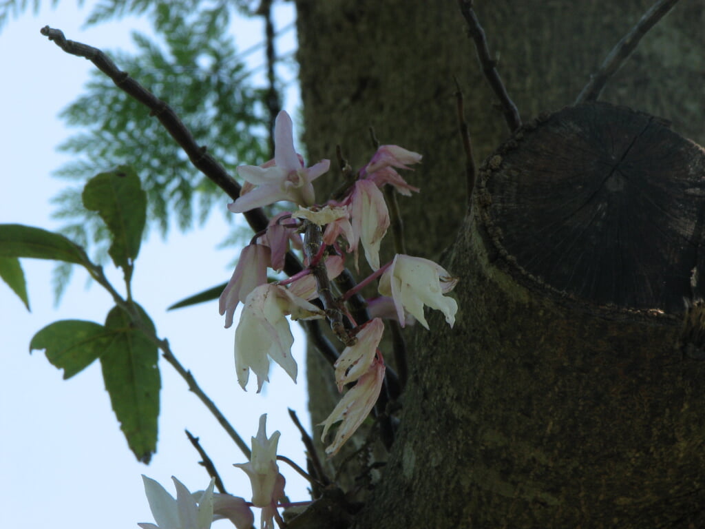 ササユリの里 天神原植物園の写真1