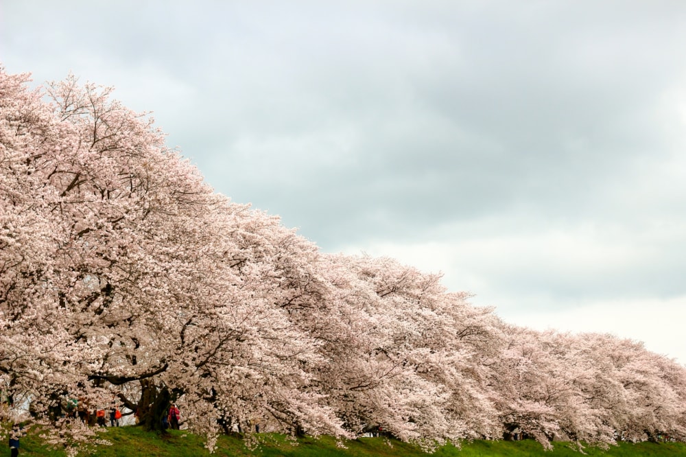 淀川河川公園の写真2