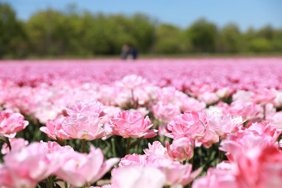 長池憩いの森公園の写真4